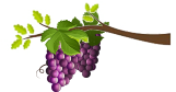 grape