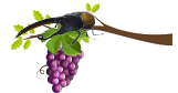 grape