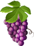 grape